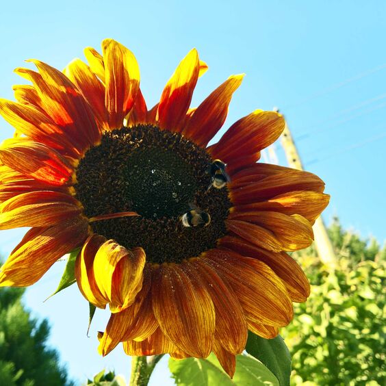 Zwei Bienen auf Sonnenblume