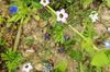 Biene auf blauer Blüte